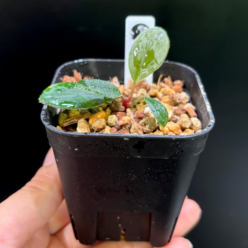 Homalomena sp. Riau, Sumatera TK0425-1【Homa-000