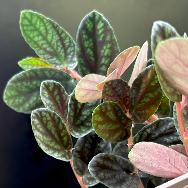 ペリオニア プルクラ | hanatsumugi GREEN