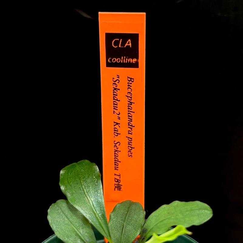 CLA】Bucephalandra pubes 