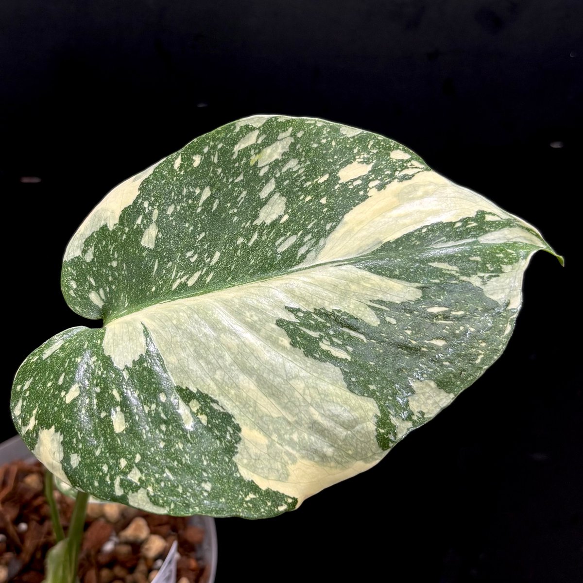Monstera 'Creme Brulee'(1点物:no.1) | hanatsumugi