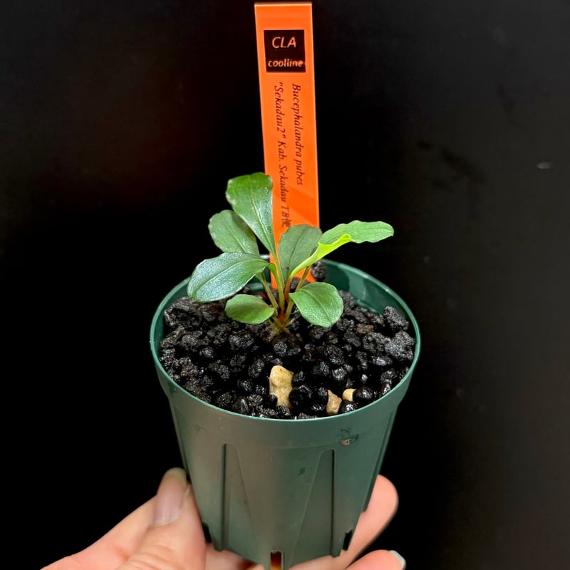 CLA】Bucephalandra pubes 