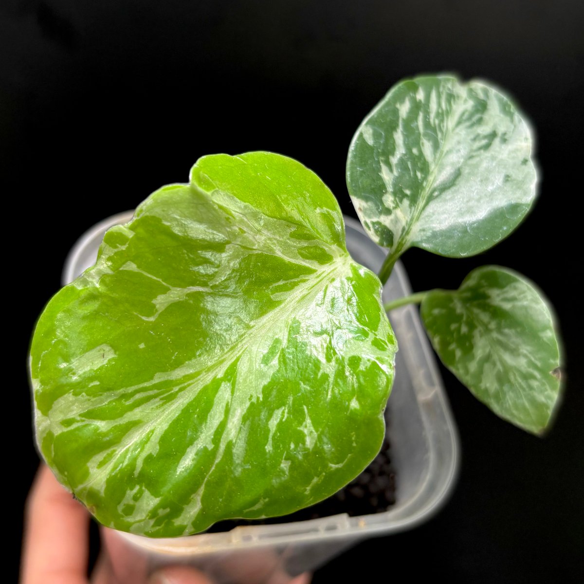 Monstera deliciosa Bulbasaur(1点物:no.1) | hanats