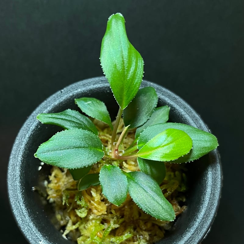 Homalomena sp Sumatera Utara LA0722-02 | hanats