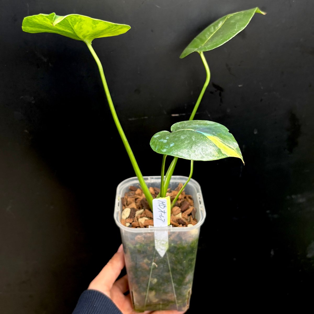 Monstera deliciosa 'Aurea'(1点物:no.3) | hanatsum