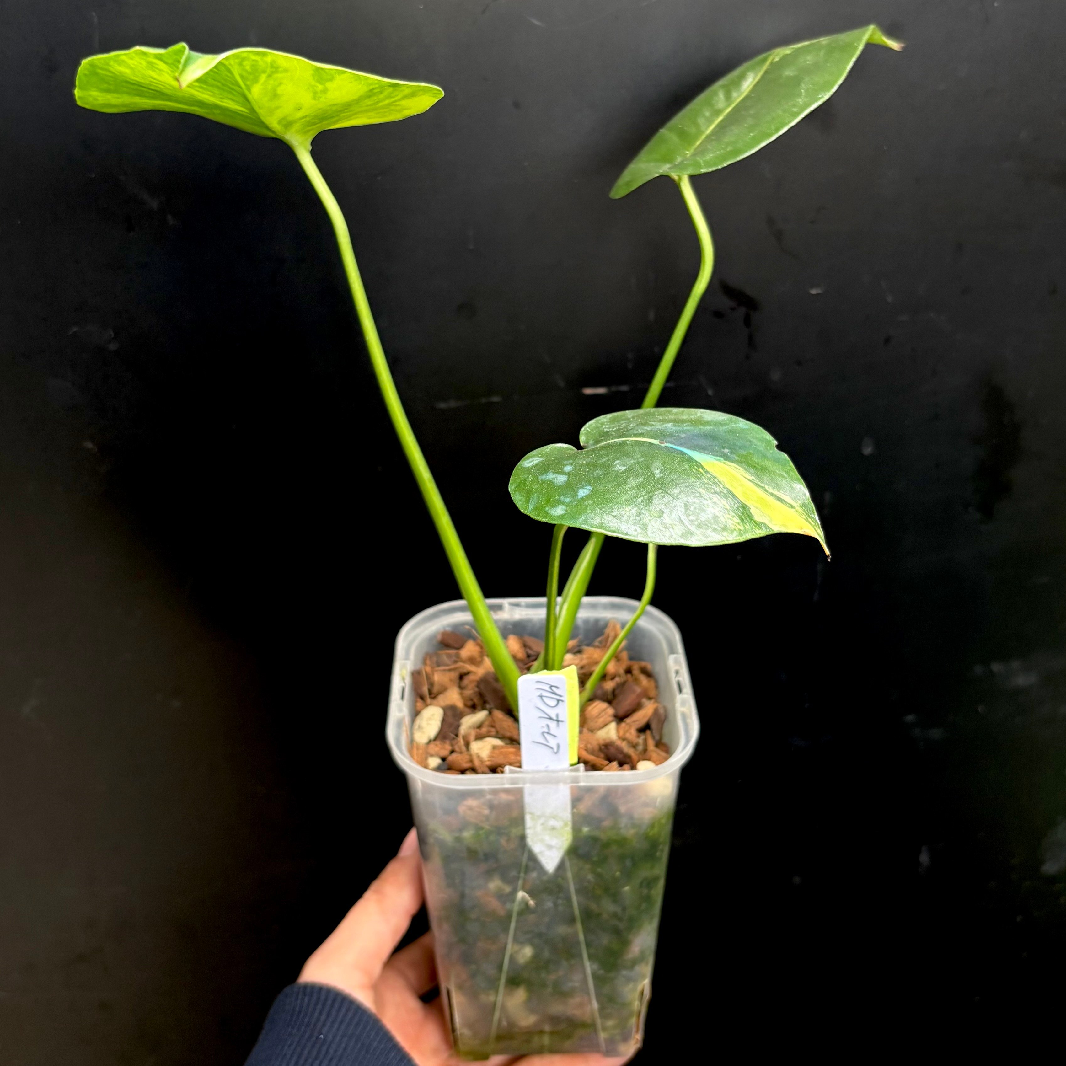 Monstera deliciosa 'Aurea'(1点物:no.3) | hanatsum