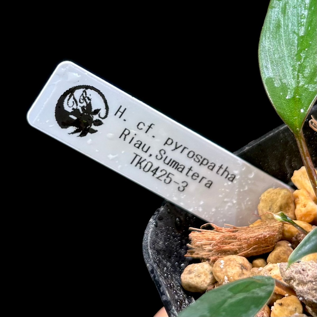 H. cf. pyrospatha Riau, Sumatera TK0425-3【Homa-
