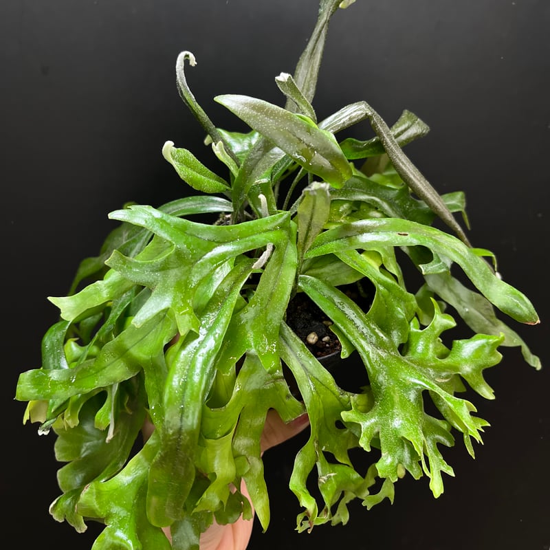 ピロシア ロンギフォリア | hanatsumugi GREEN