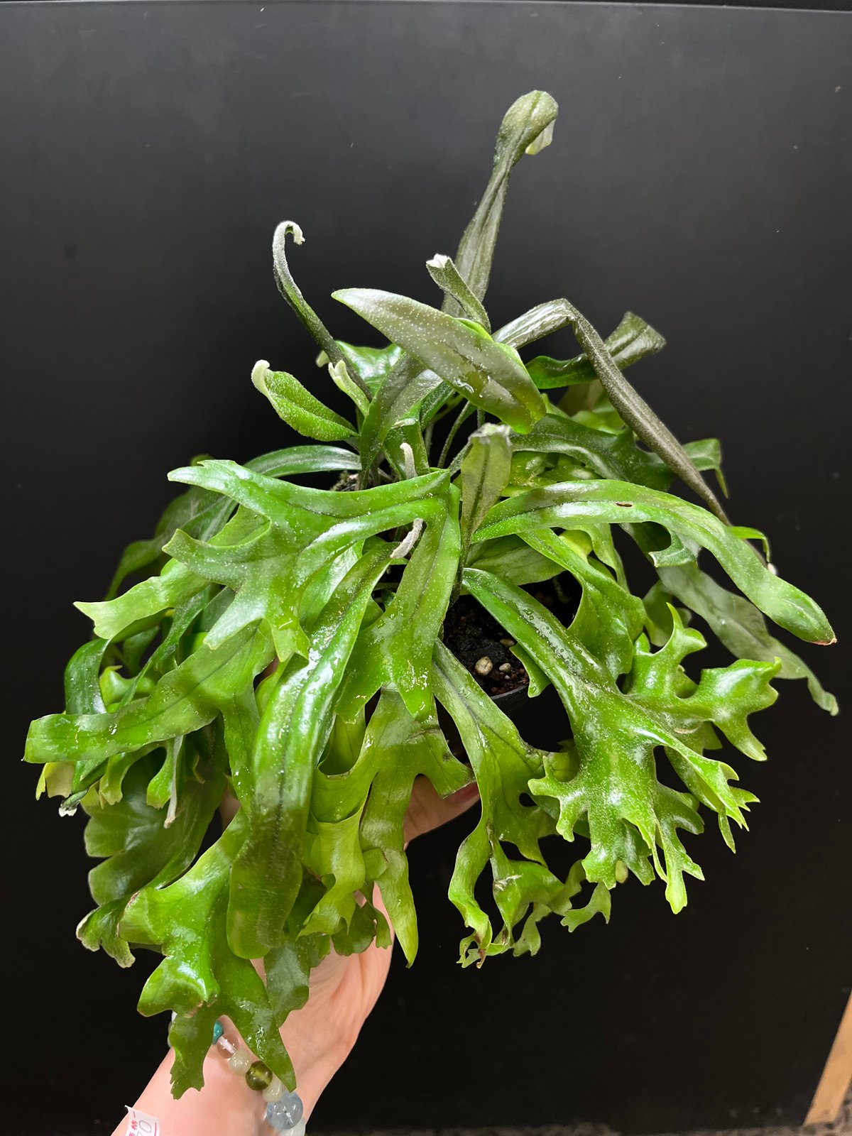 Pyrrosia longifolia ピロシア ロンギフォリア fit=scale-down,w=1200