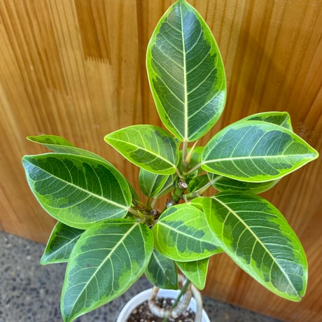 フィカス | STORES