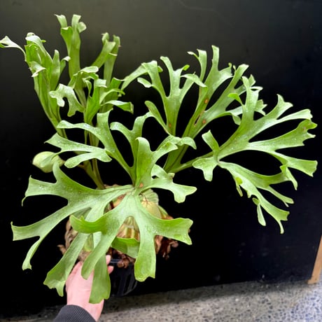 ビカクシダ | STORES