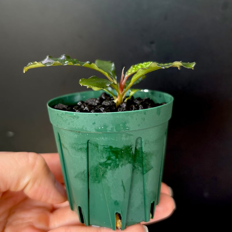 CLA】Bucephalandra sp. 