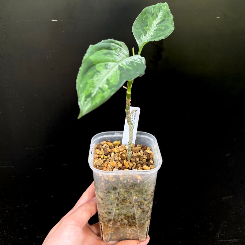 Aglaonema pictum Sumatera Selatan | hanatsumugi