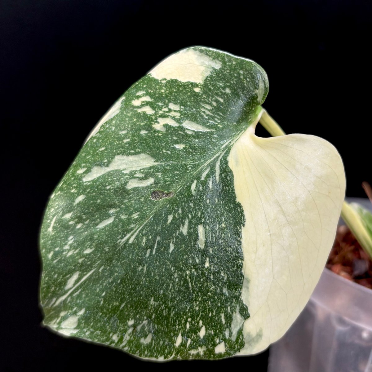 Monstera 'Creme Brulee'(1点物:no.1) | hanatsumugi