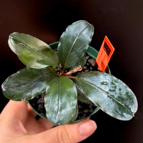 63 ブセファンドラ pygmaea var marble6株まとめ袋 63 ブセファンドラ pygmaea var marble6株まとめ袋 63 ブセファンドラ