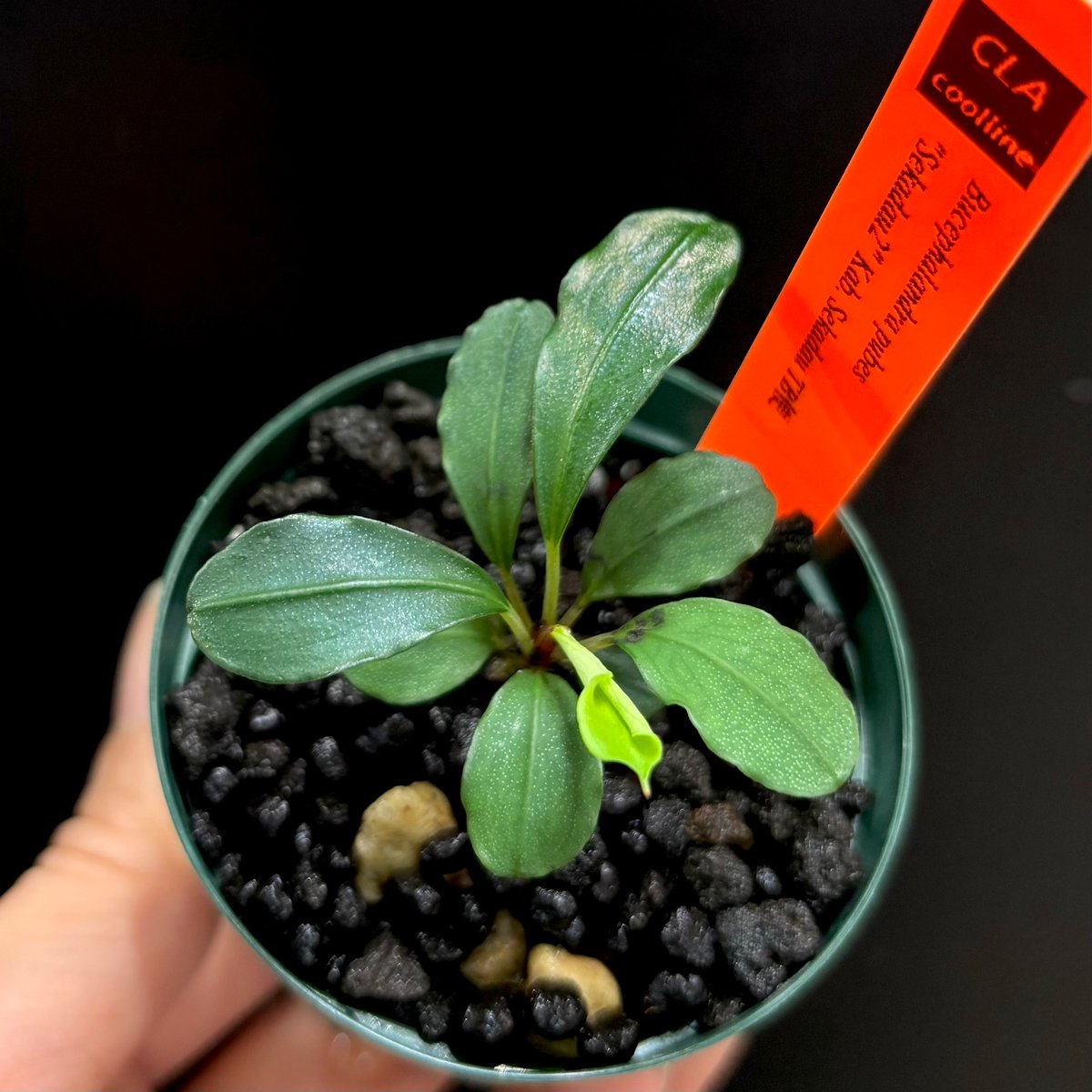 CLA】Bucephalandra pubes 