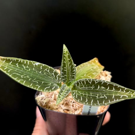 ジュエルオーキッド　THE GAKI 「黄桜」三連休セール！ Ludisia discolor '黄桜'[GK20-006] /Lud. discolor DarkLeaf SP-Line