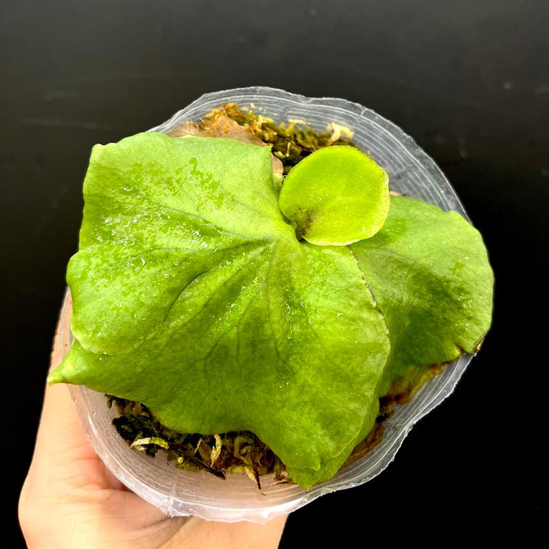 ビカクシダ リドレイ 【公式通販】