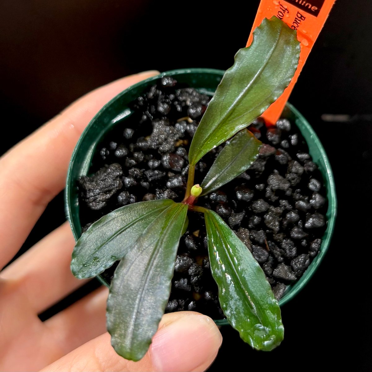 CLA】Bucephalandra sp. 