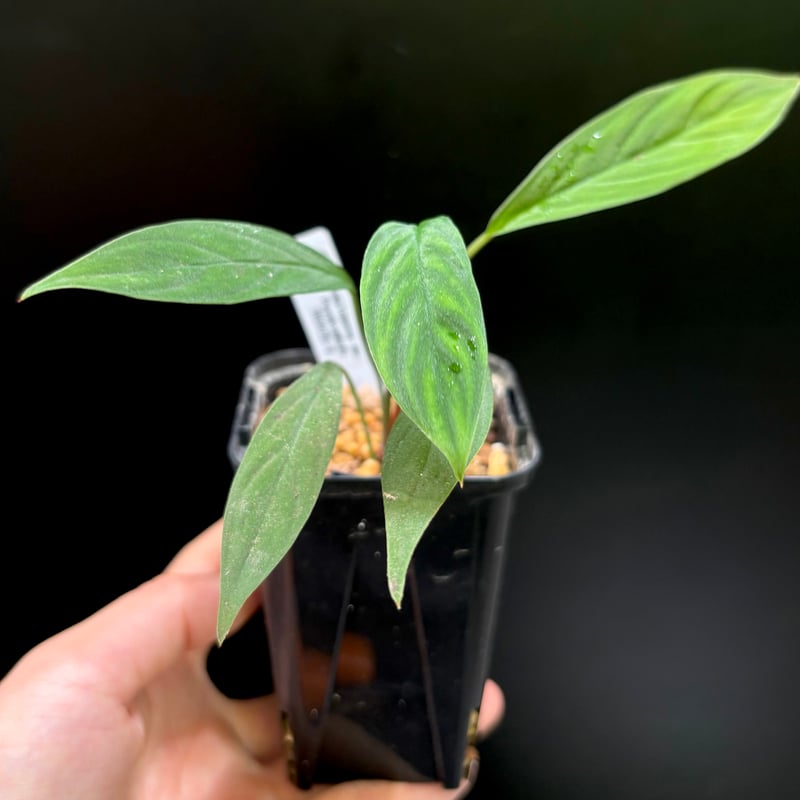 し*物様 Homalomena sp,