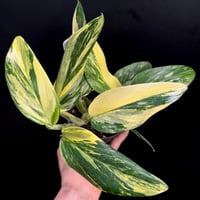 Monstera 'Full Moon Gold'(1点物) | hanatsumugi GREEN