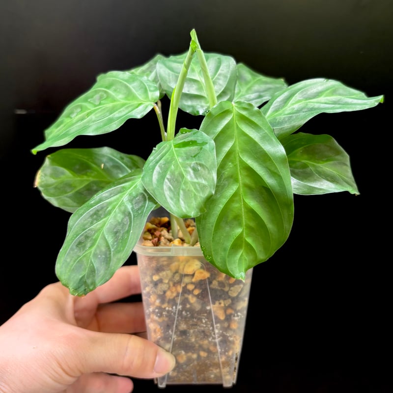 マランタ キャットマスターシュ | hanatsumugi GREEN