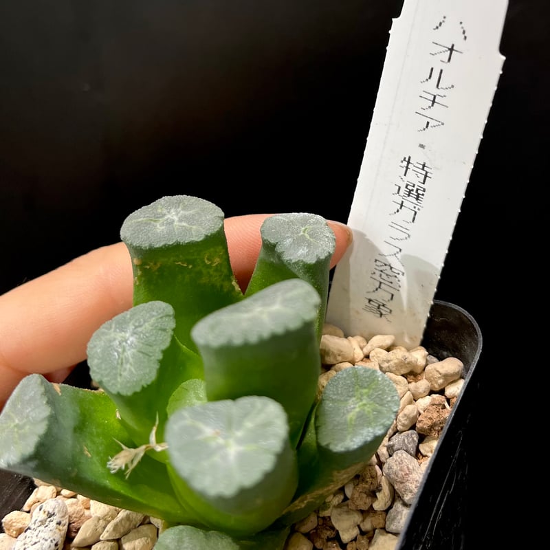 ハオルチア_赤岩オブツーサ全窓変異 ハオルチア 白帝城全窓変異個体 天使(全白窓)② - メルカリ