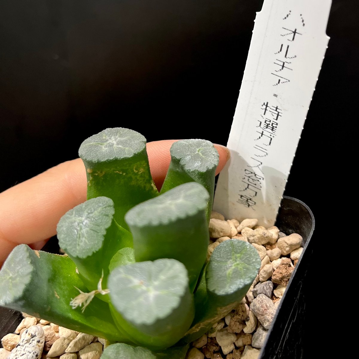 ハオルチア_赤岩オブツーサ全窓変異 31a65876ef6f07aee58596937b5ffe