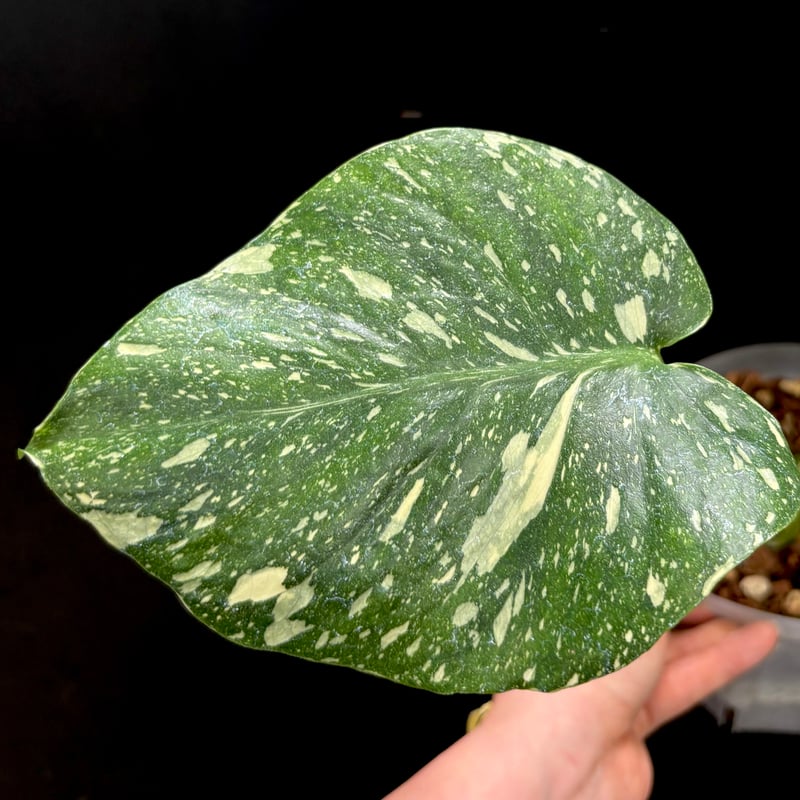 Monstera 'Creme Brulee'(1点物:no.1) | hanatsumugi
