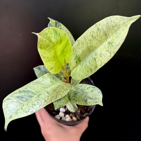 フィカスジン | STORES