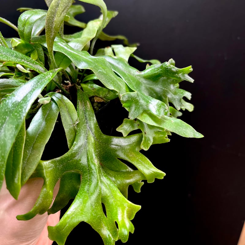 ピロシア ロンギフォリア［レア・稀少・流木付け］【珍奇植物・インテリアグリーン】 ピロシア ロンギフォリア | hanatsumugi GREEN