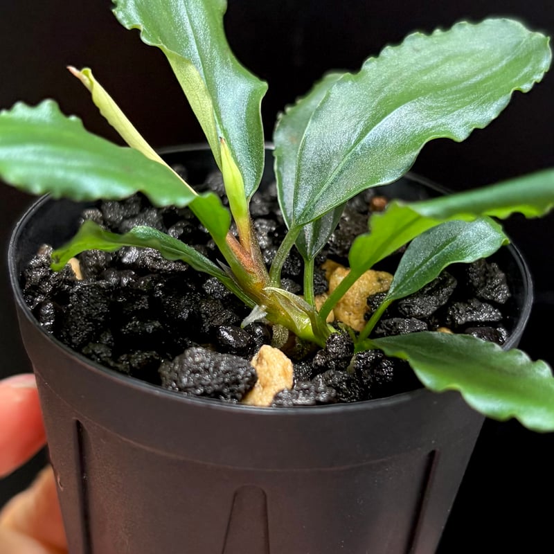 CLA】Bucephalandra sp. 