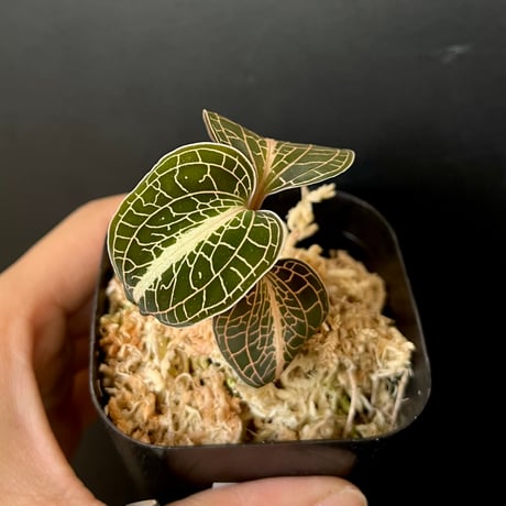 ジュエルオーキッド　Microchilus tridax Microchilus tridax from Ecuador (Invoice) / ジュエル