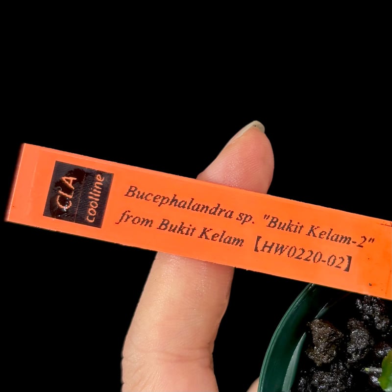 CLA】Bucephalandra sp. 