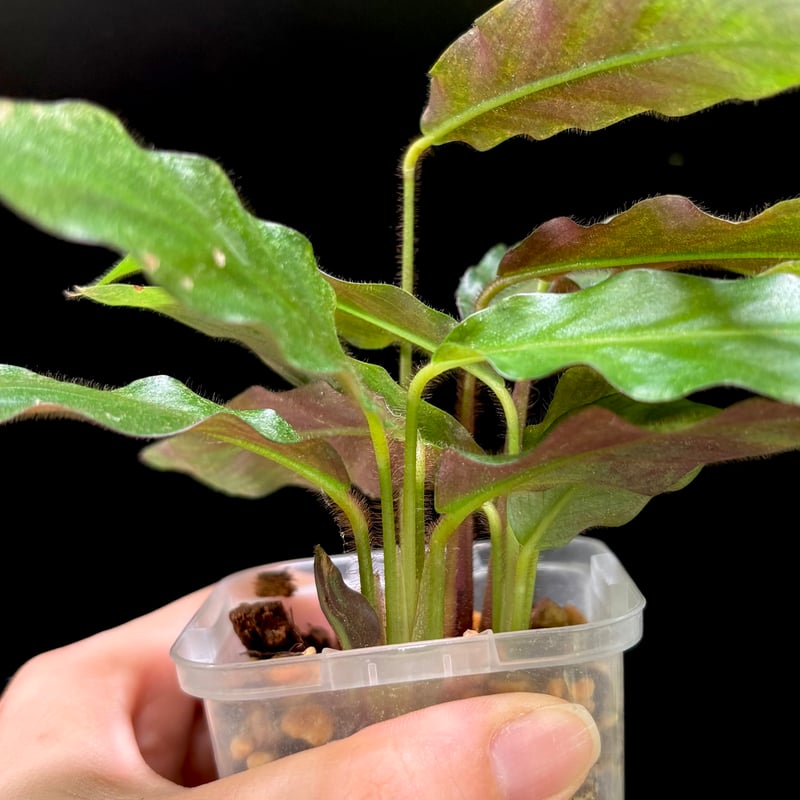 カラテア ルフィバルバ　観葉植物 9c408aff446a4ba199788e9b1f77df
