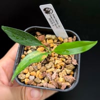 ホマロメナ Homalomena cf.pyrospatha TK0425-3 Homalomena sp. Padang, Sumatera TK0425-3【Homa-0