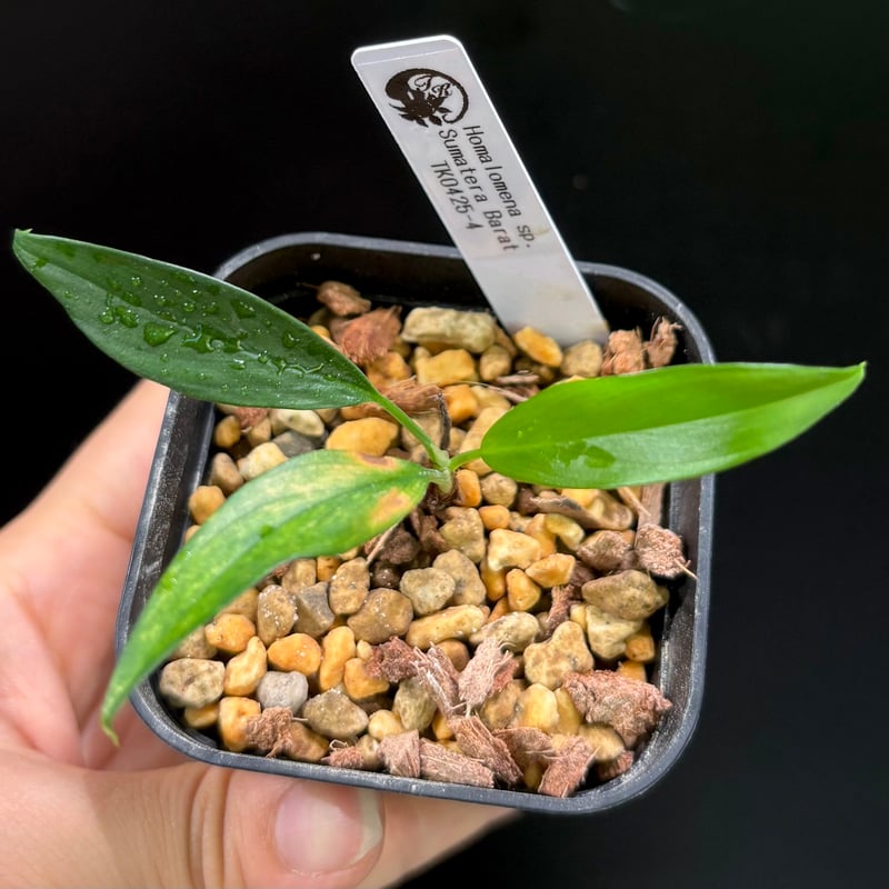 Homalomena sp. Sumatera Barat TK0425-4【Homa-001