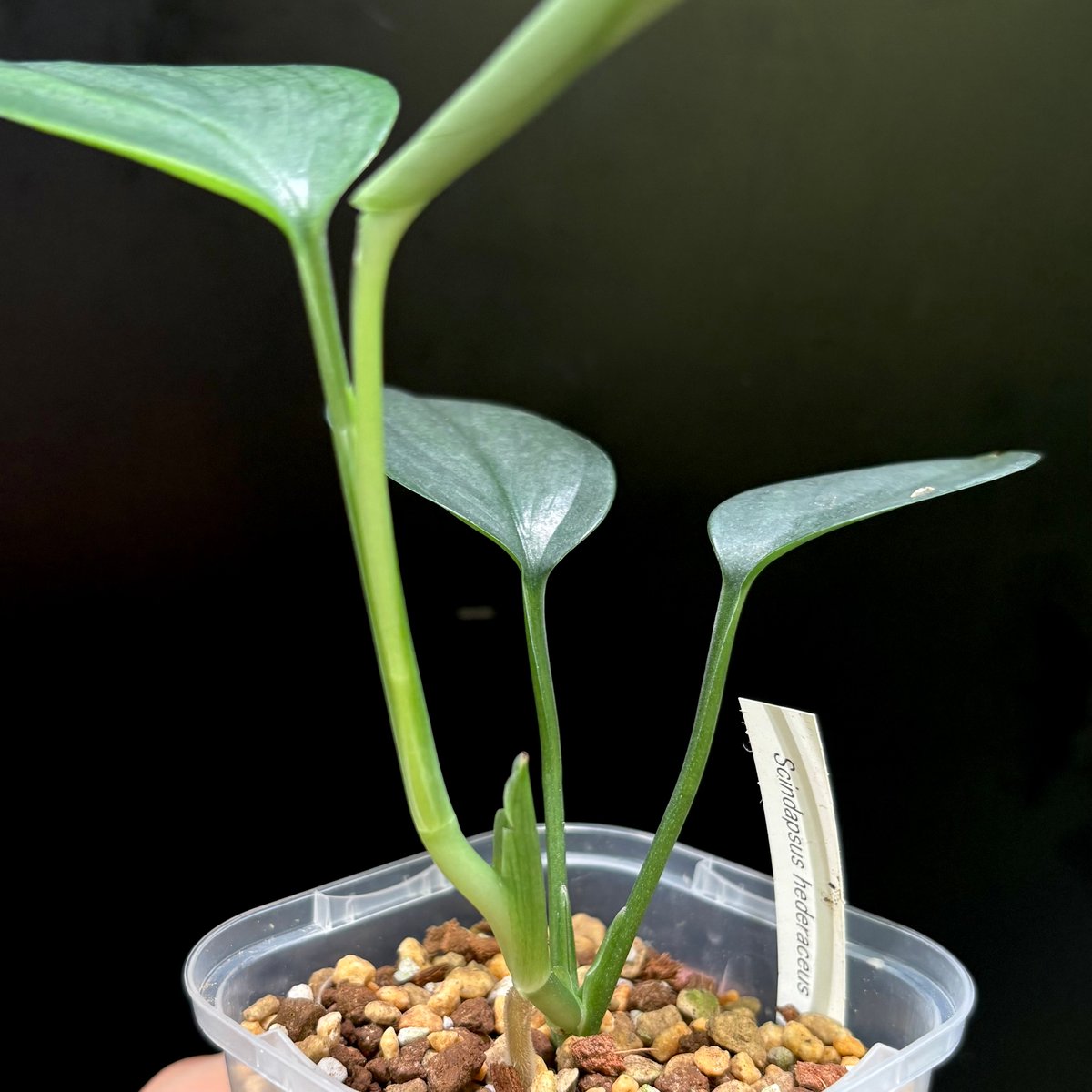 Scindapsus hederaceus | hanatsumugi GREEN