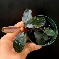 Bucephalandra sp.オリーバ （カミハタ） CLA】 Bucephalandra sp. ブーヨヴェルデ ナローリーフ カミハタ