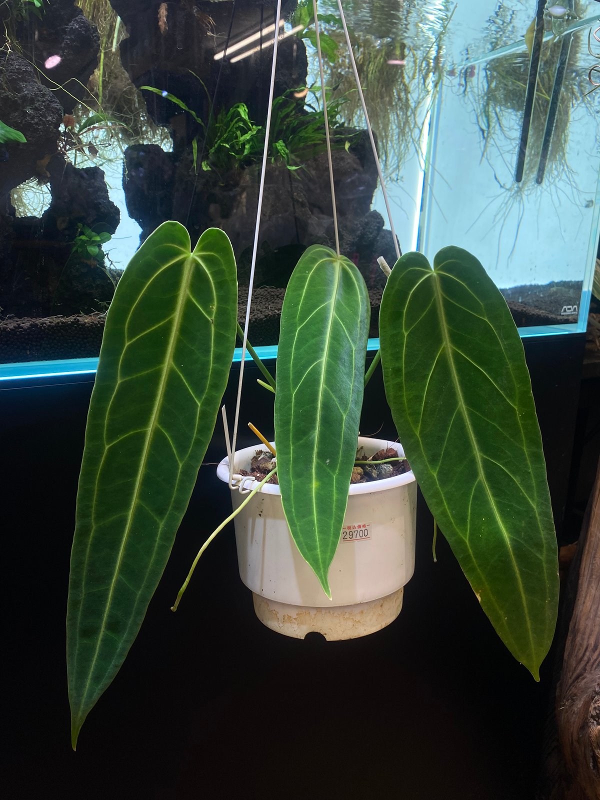Anthurium warocqueanum | hanatsumugi GREEN