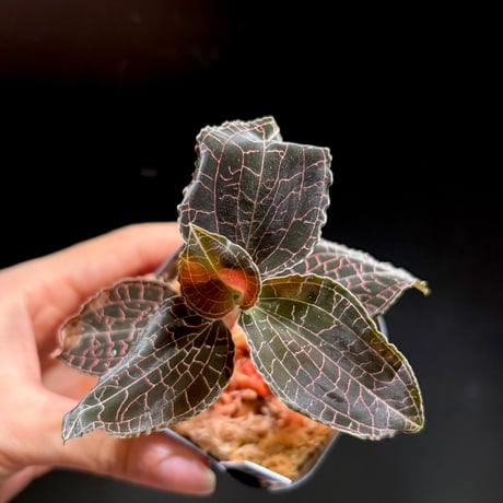 STORES 植物の検索結果