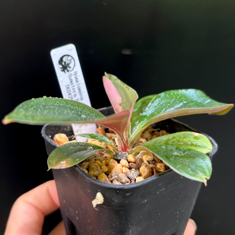 Homalomena sp. Riau Sumatera TK0425-1　赤 Homalomena sp. Sumatera Barat TK0425-1【Homa-000