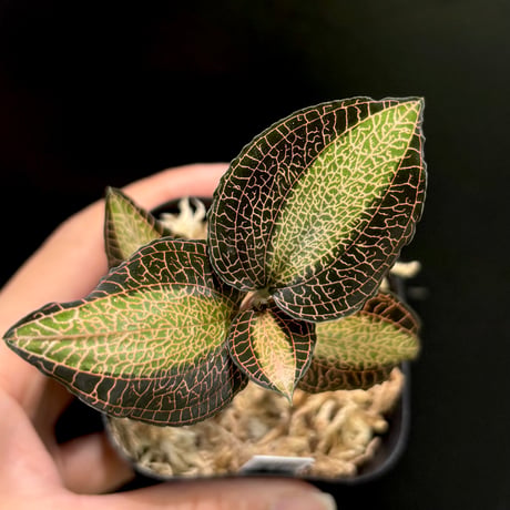 ジュエルオーキッド　THE GAKI 「黄桜」三連休セール！ Ludisia discolor '黄桜'[GK20-006] /Lud. discolor DarkLeaf SP-Line