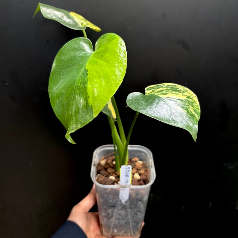Monstera deliciosa 'Yellow Marilyn'(1点物:no.1) |