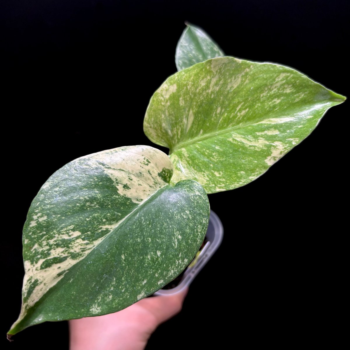 Monstera deliciosa 'White Monster'(天津蘭) (1点物:no