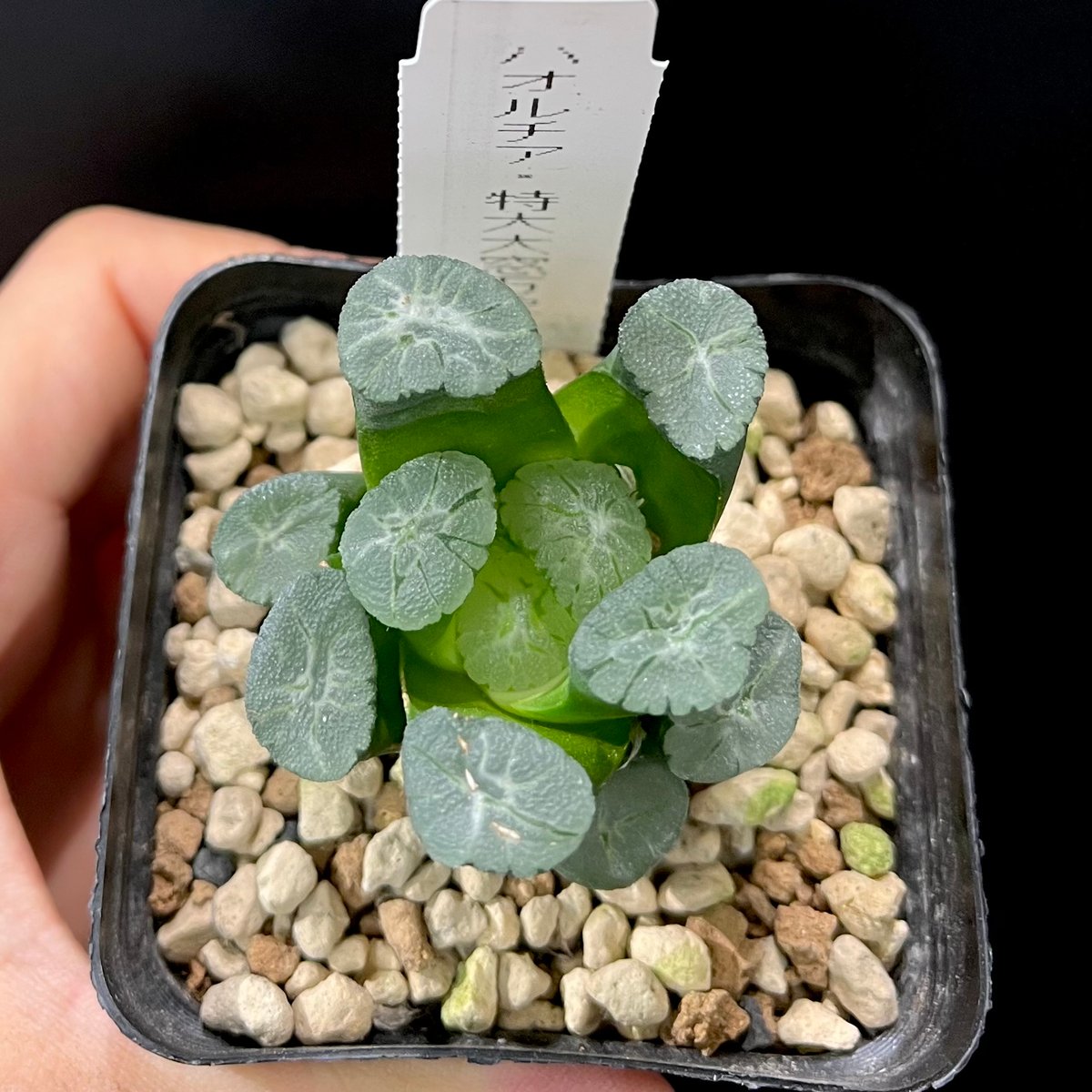 ハオルチア 万象 竜文 ハオルチア 万象 竜文 ハオルチア：万象 2.5号 の通販 | 園芸ネット