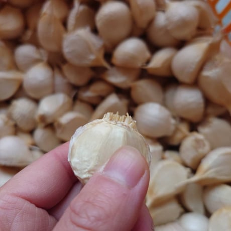 青森県産にんにく　訳ありバラ　1kg