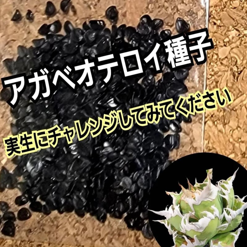 Agave Oaxaca oteroi 種子【10粒】 優良血統厳選 オアハカ メキシコ産
