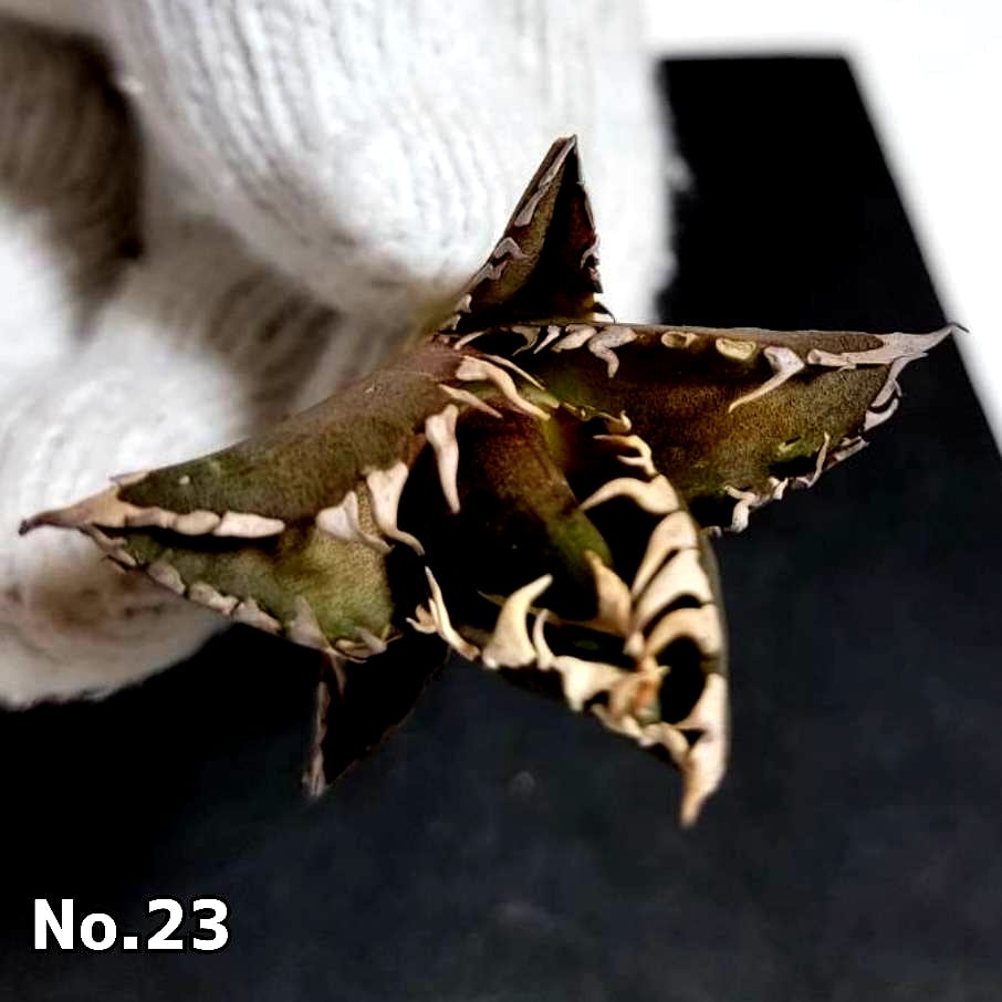 ホオジロザメ 大白鯊 No.23 アガベ チタノタ 葉と一体感のある ホオジロザメ 大白鯊 No.23 アガベ チタノタ 葉と一体感のある