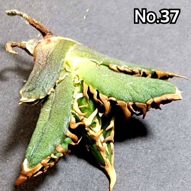 台湾ゴジラ No.37 不規則に乱れる超厳つい鋸歯が特徴的！入手困難な  