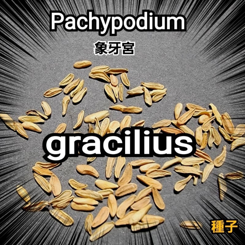 パキポディウム グラキリス 種子【5粒セット】 Pachypodium gracilius